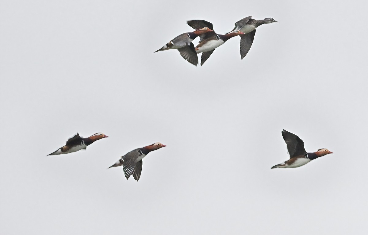 星空(中国)很冷清，发一组应该是鸳鸯吧