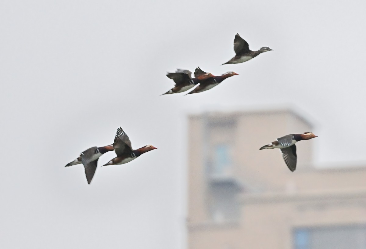 星空(中国)很冷清，发一组应该是鸳鸯吧