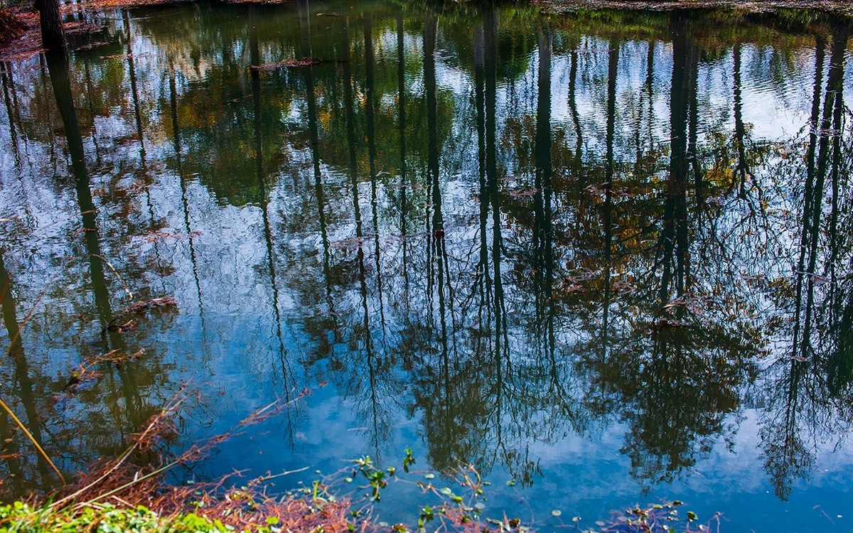 南京滁河边的池杉林