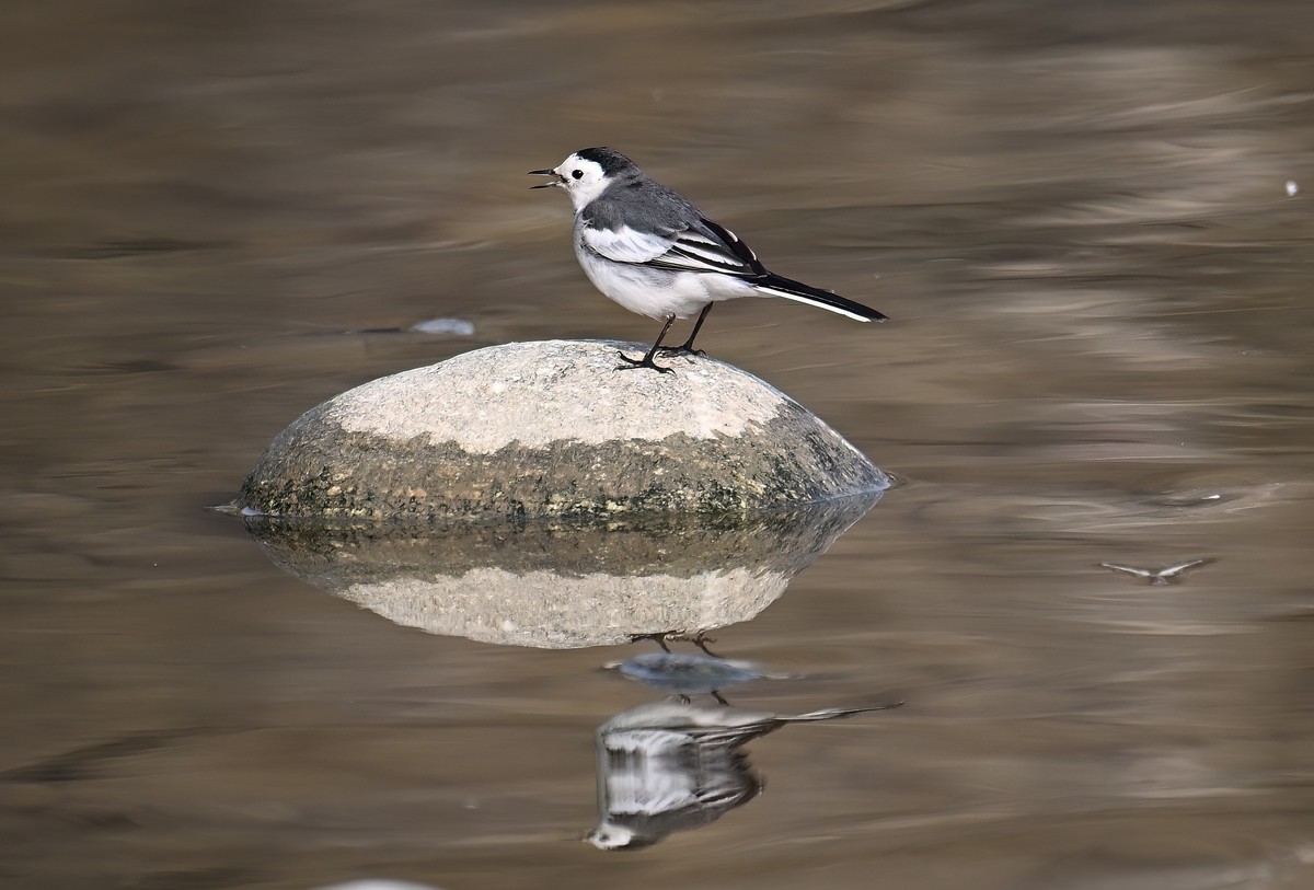 2023年元旦发一组白鹡鸰