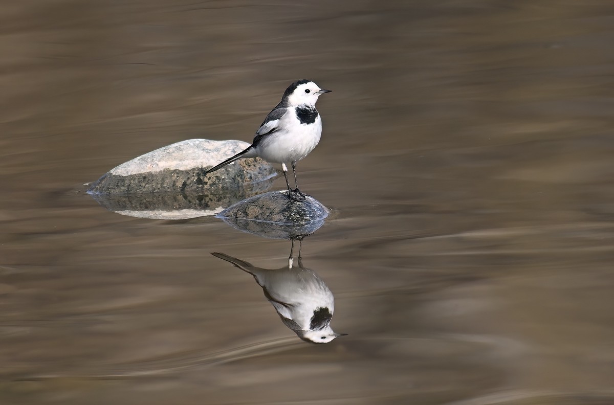 2023年元旦发一组白鹡鸰