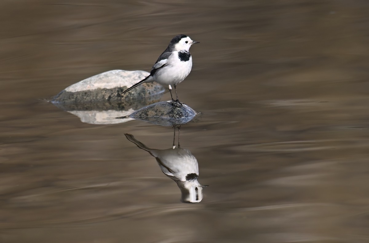 2023年元旦发一组白鹡鸰