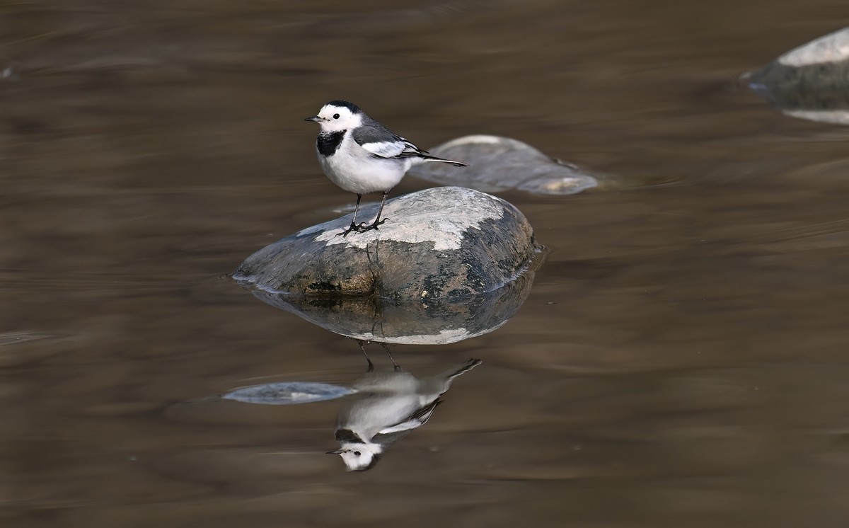 2023年元旦发一组白鹡鸰