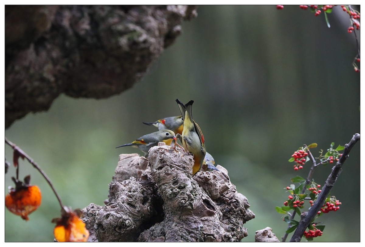 回归的相思鸟（三十三）祝影友们：元旦快乐