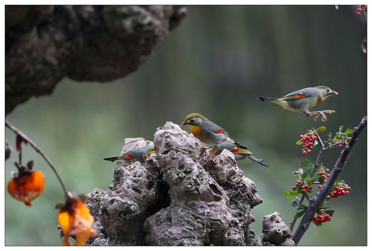 回归的相思鸟（三十三）祝影友们：元旦快乐