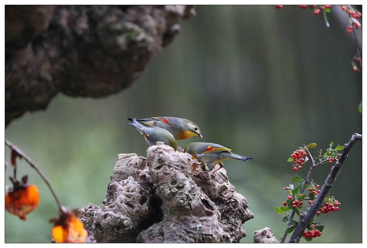 回归的相思鸟（三十三）祝影友们：元旦快乐