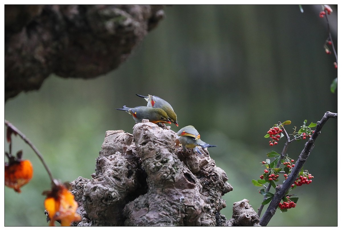 回归的相思鸟（三十三）祝影友们：元旦快乐