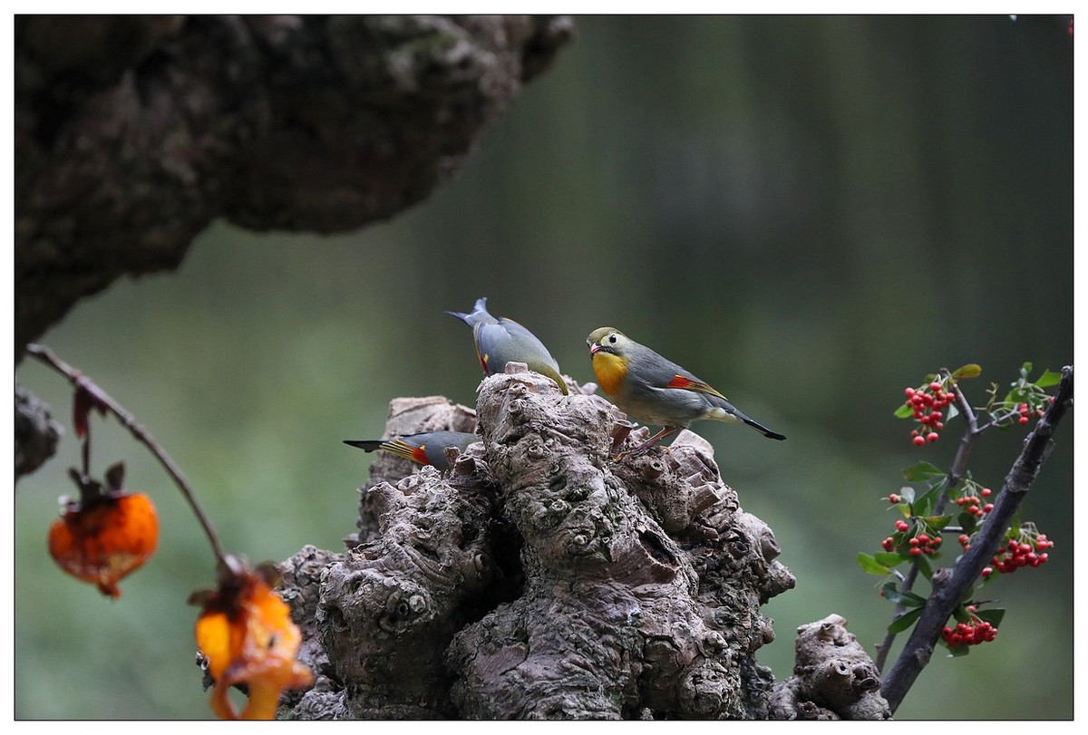 回归的相思鸟（三十三）祝影友们：元旦快乐