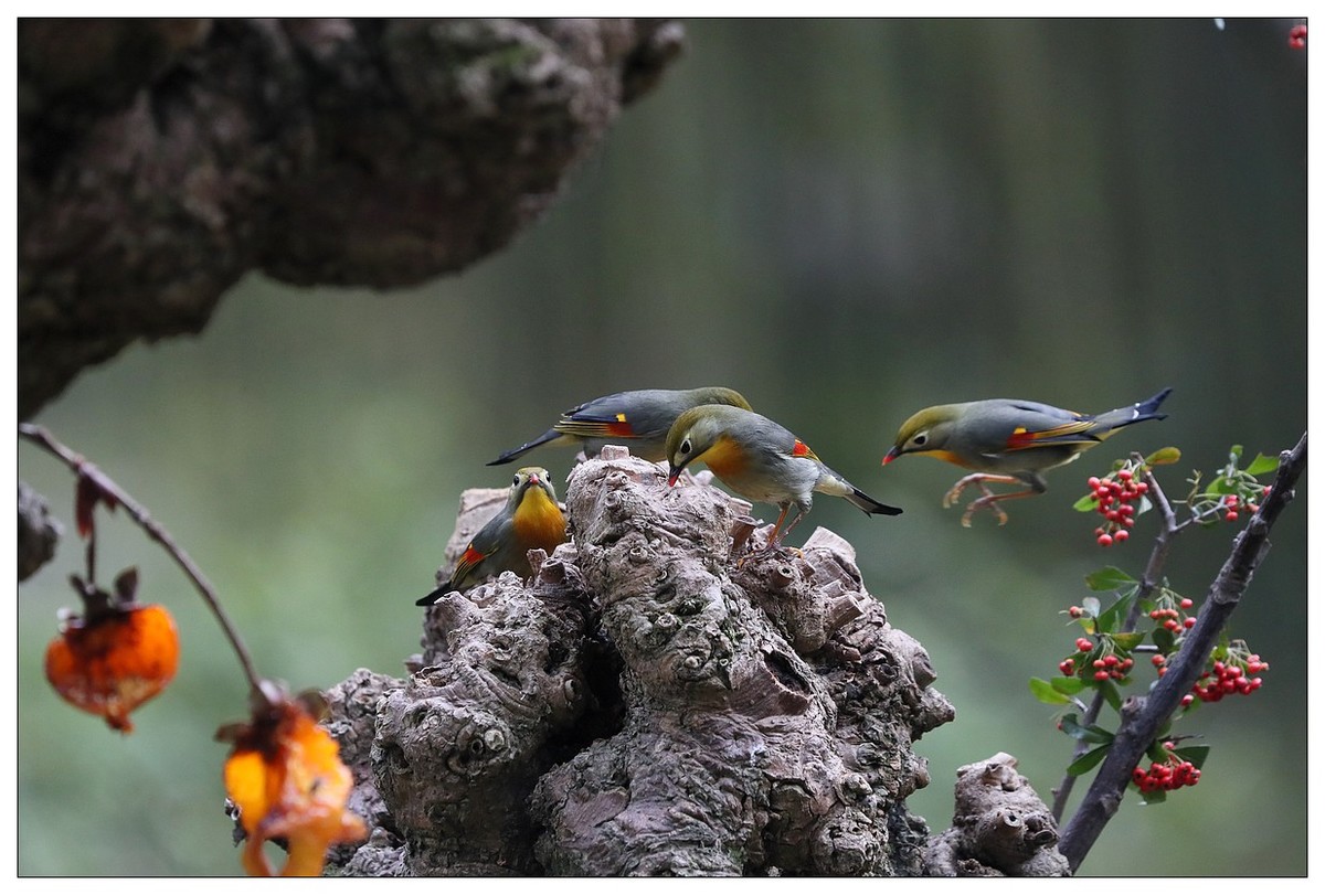 回归的相思鸟（三十三）祝影友们：元旦快乐