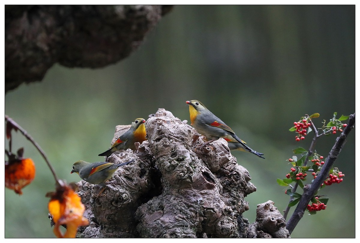 回归的相思鸟（三十三）祝影友们：元旦快乐