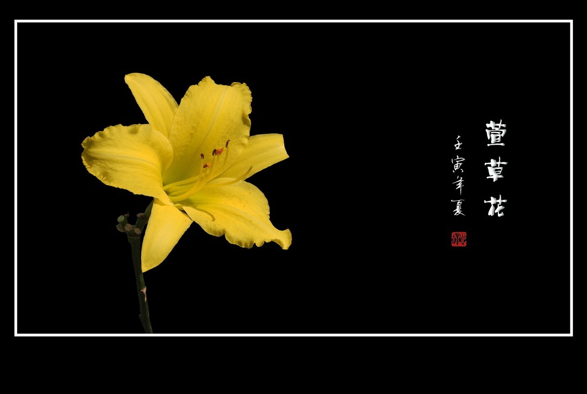 色彩鲜艳的萱草花