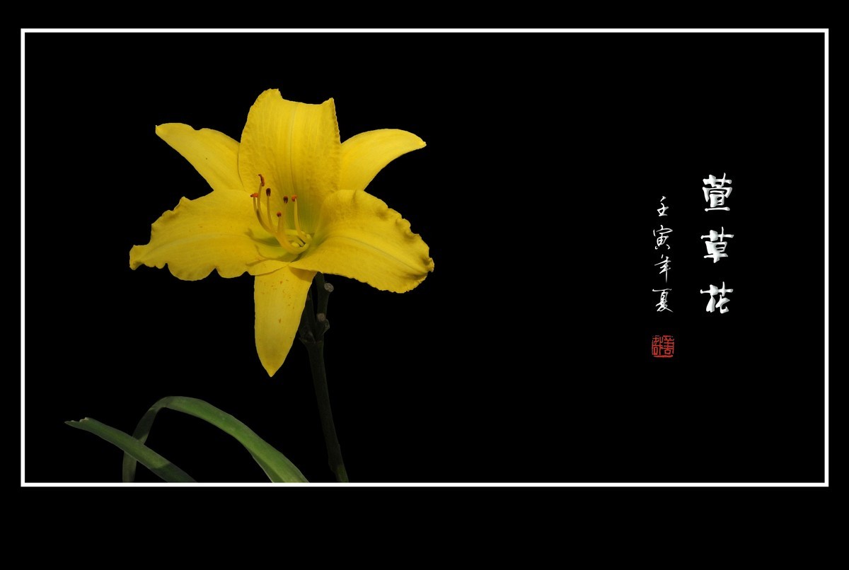 色彩鲜艳的萱草花