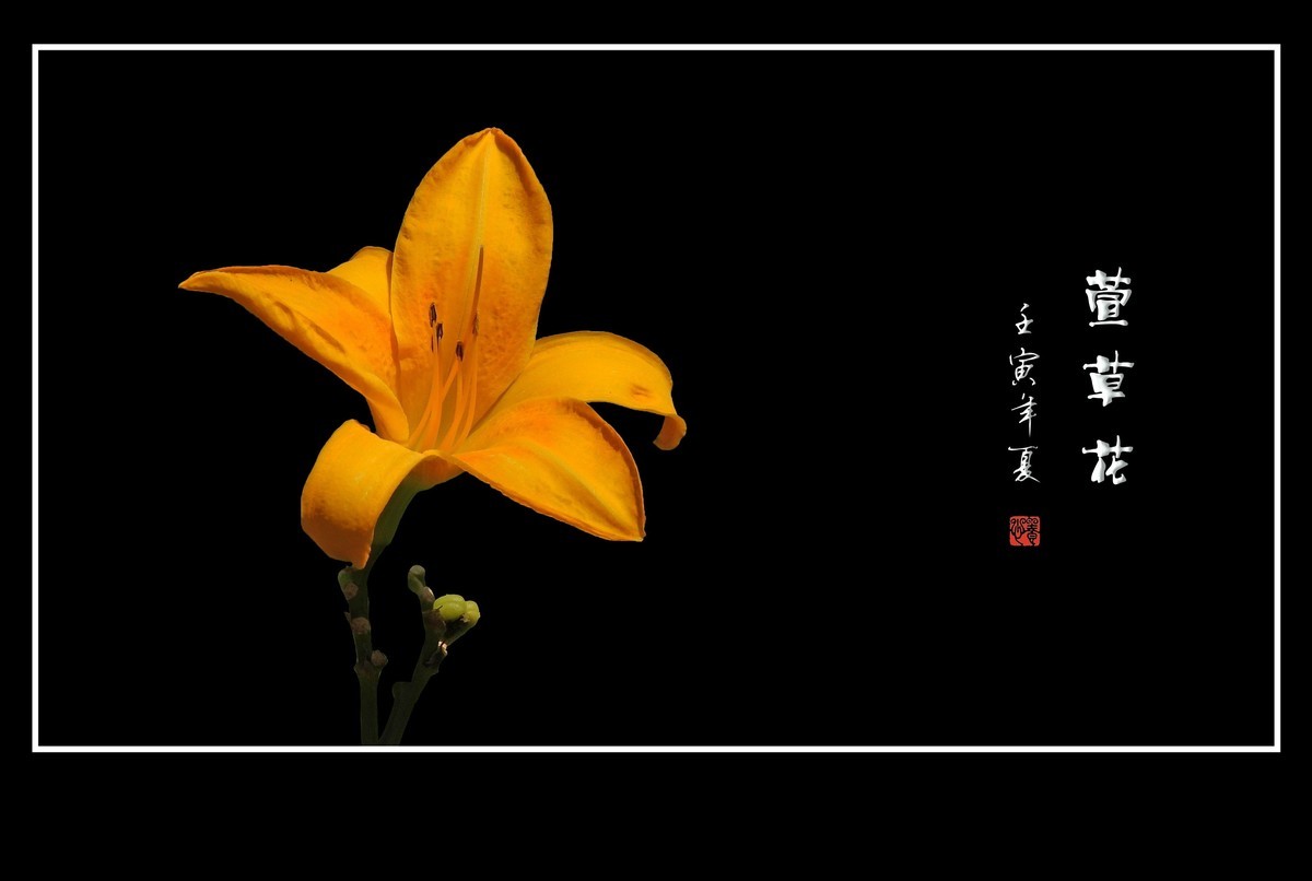 色彩鲜艳的萱草花