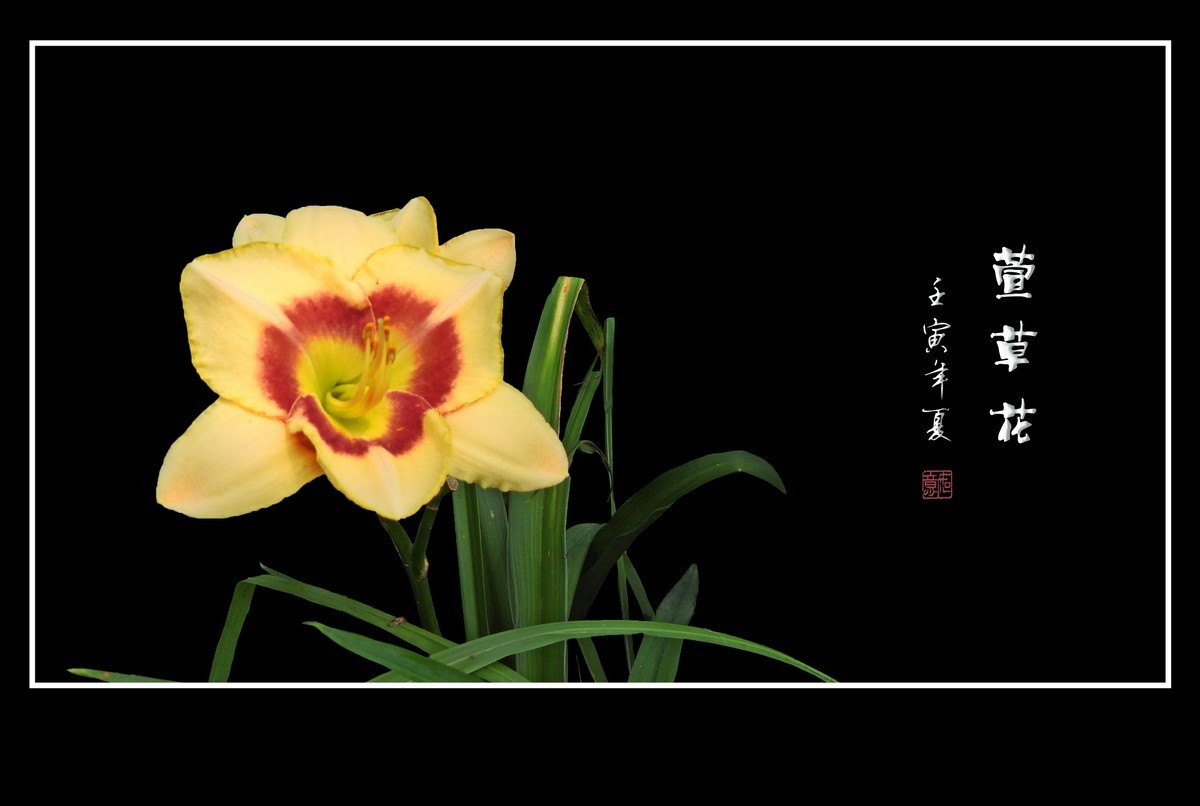 色彩鲜艳的萱草花