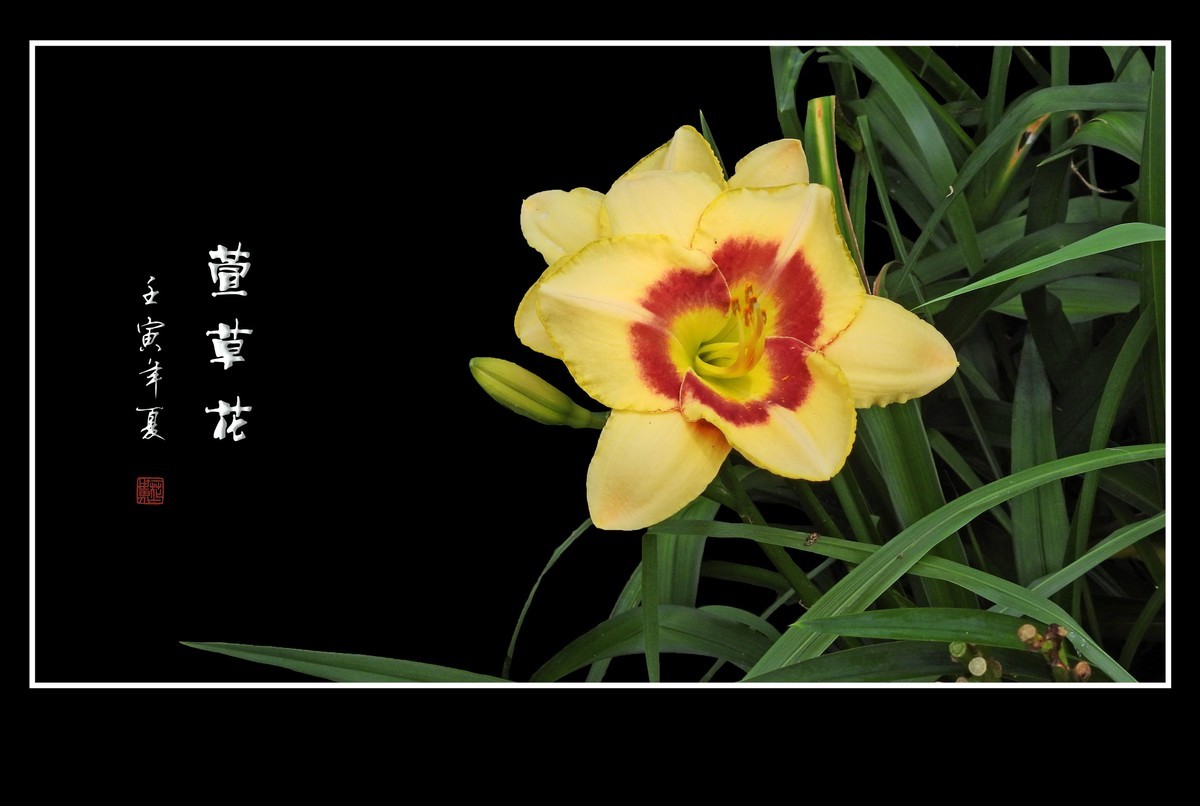 色彩鲜艳的萱草花