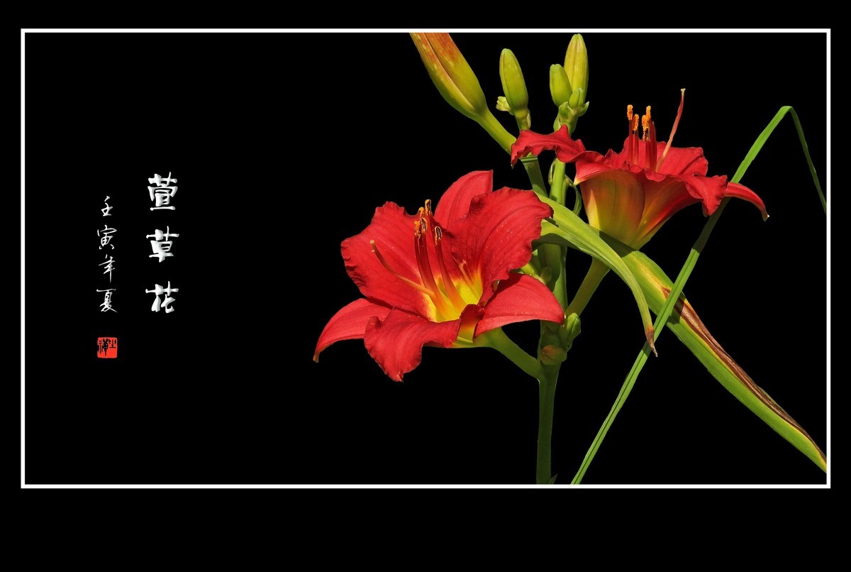 色彩鲜艳的萱草花