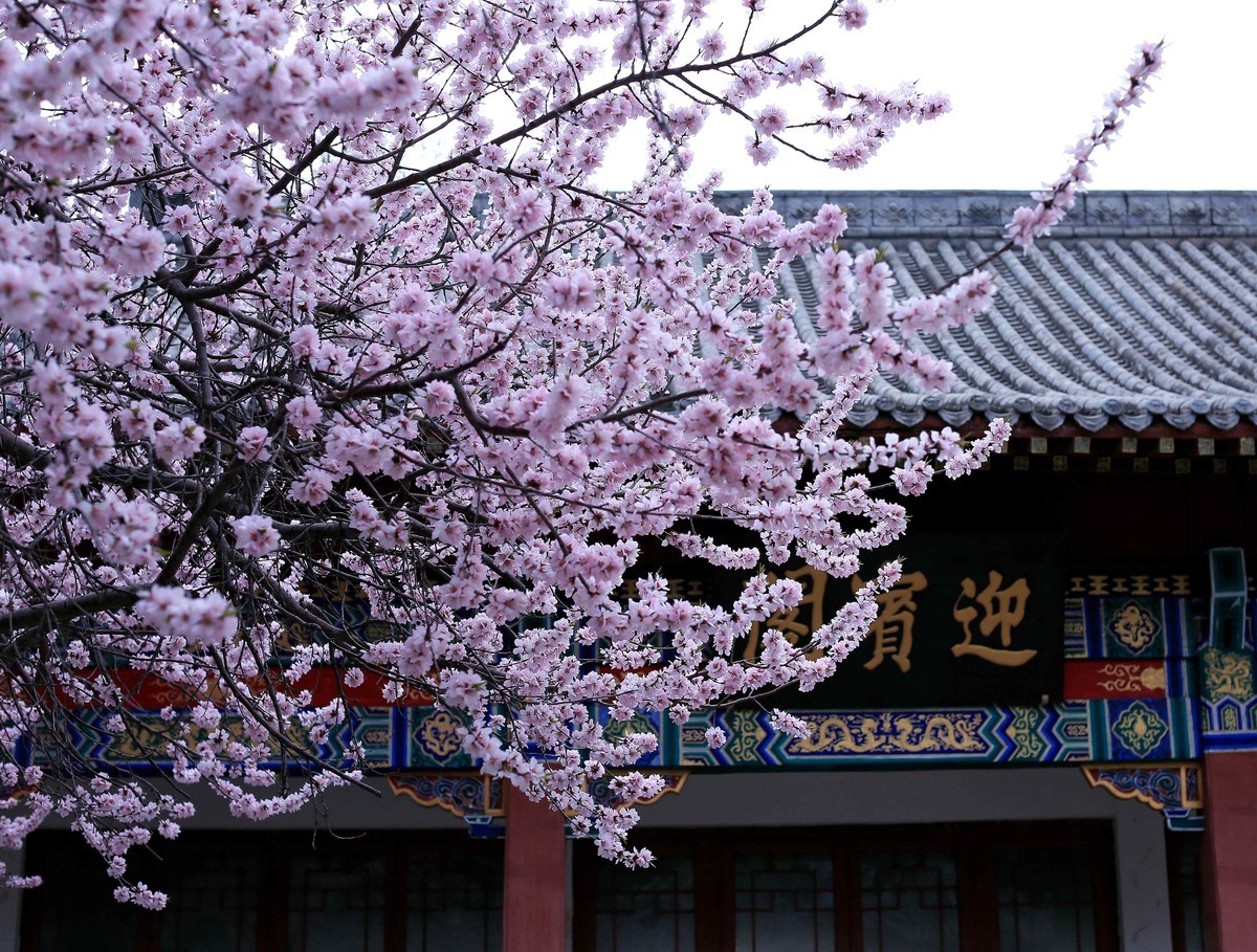 2023红墙灰瓦映桃红