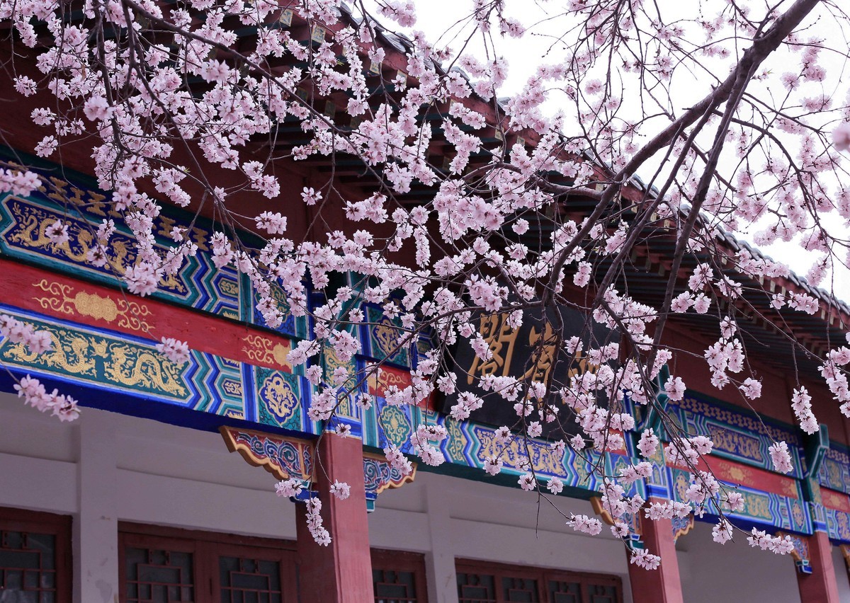 2023红墙灰瓦映桃红