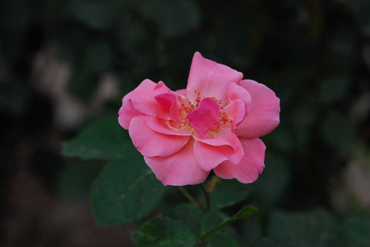 花亦有信月月开【3】