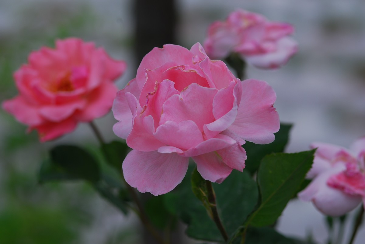 花亦有信月月开【3】