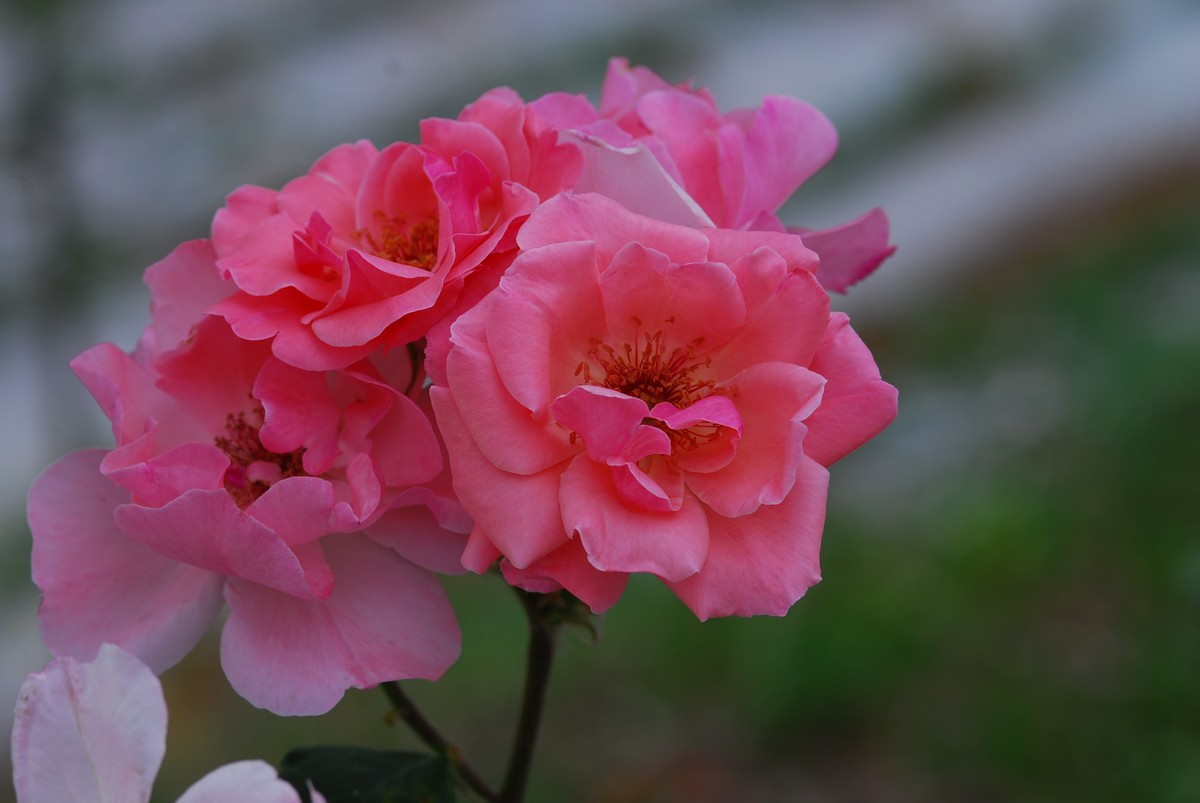 花亦有信月月开【3】