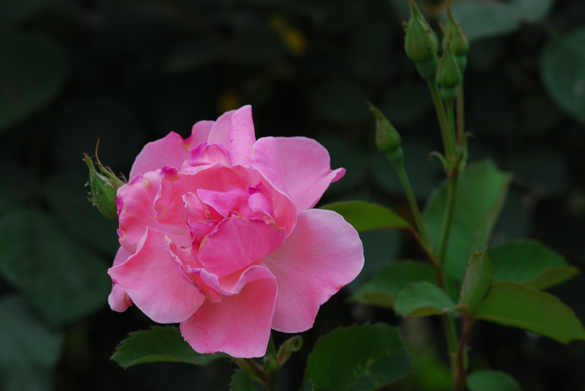 花亦有信月月开【3】