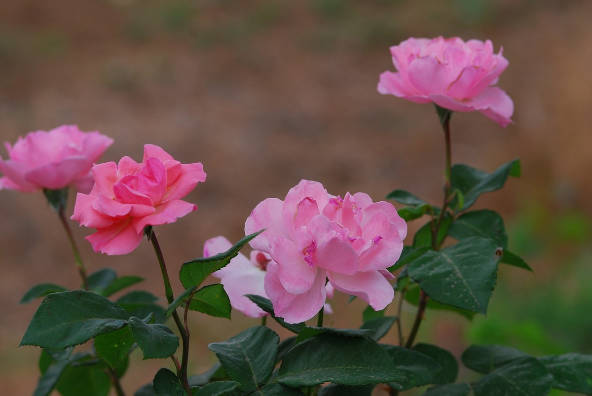 花亦有信月月开【3】