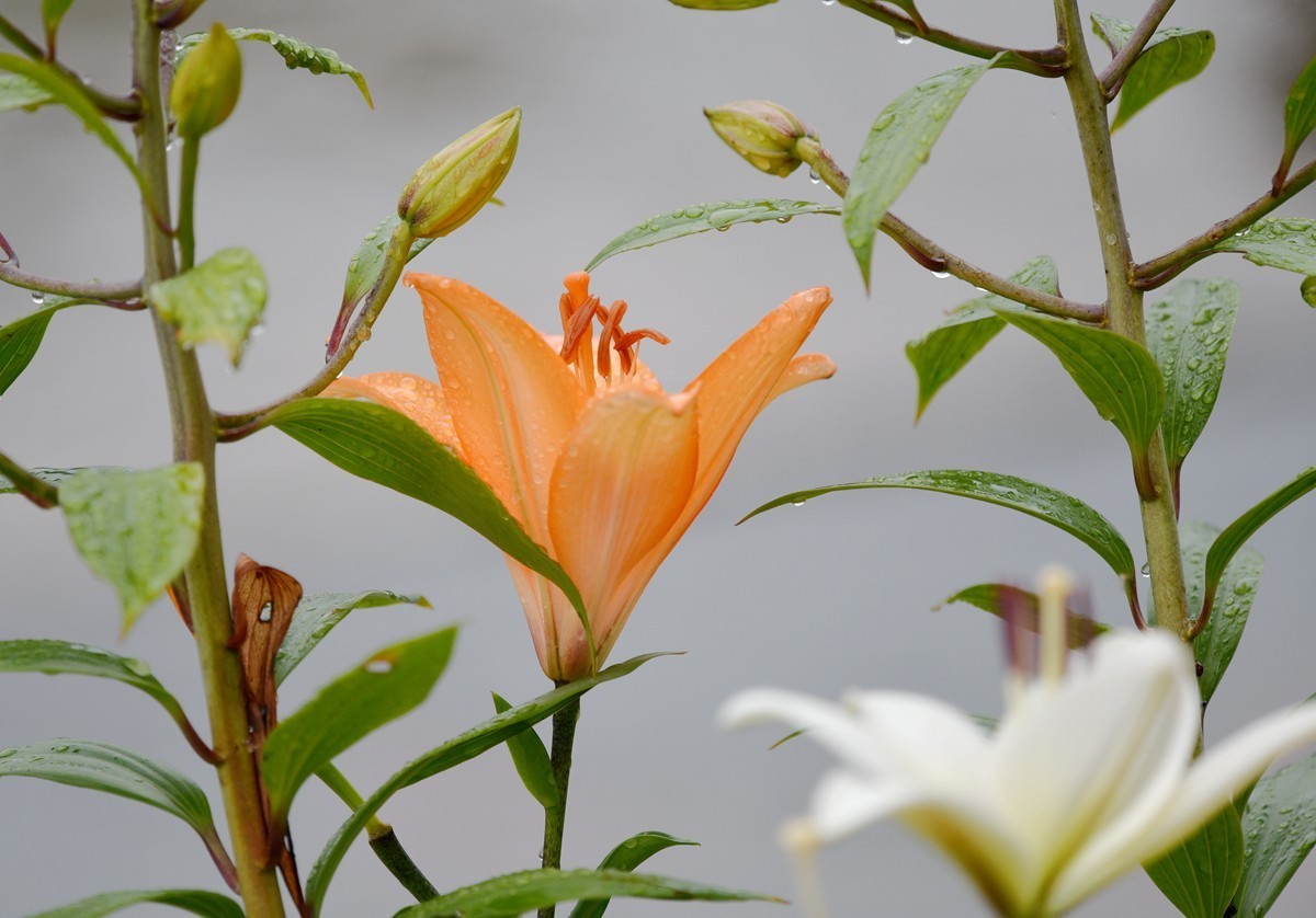 百合花