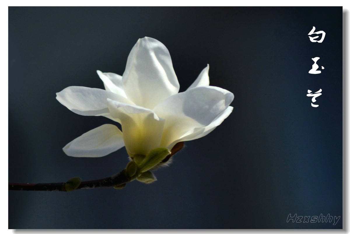 洁白无瑕玉兰花（2023144）