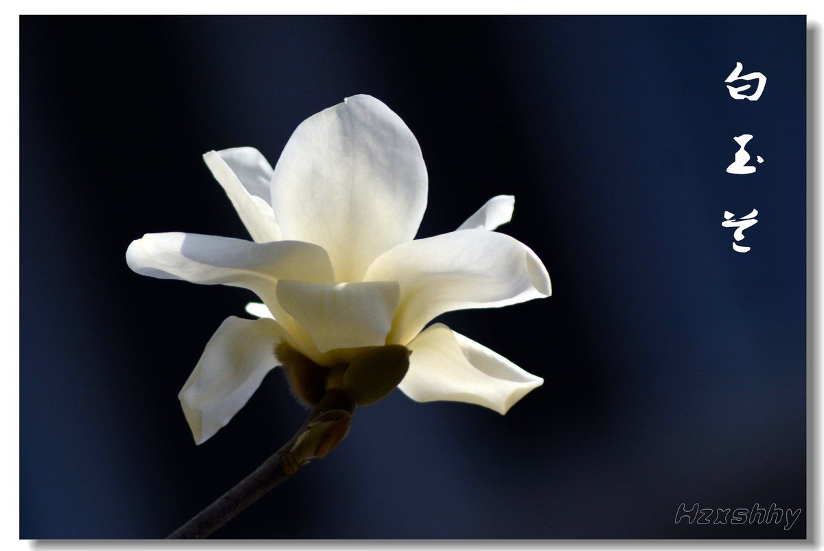 洁白无瑕玉兰花（2023144）