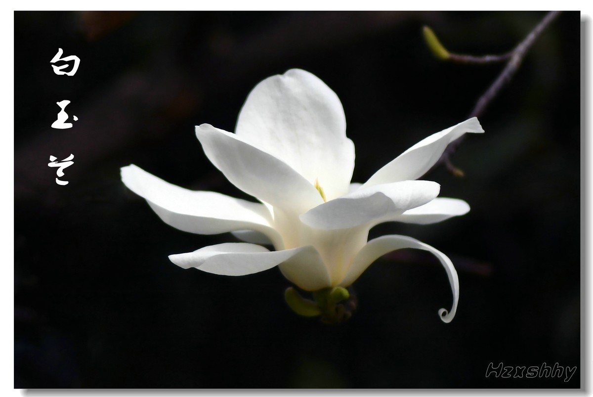 洁白无瑕玉兰花（2023144）