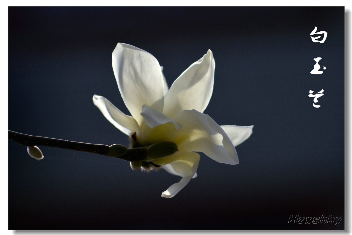 洁白无瑕玉兰花（2023144）