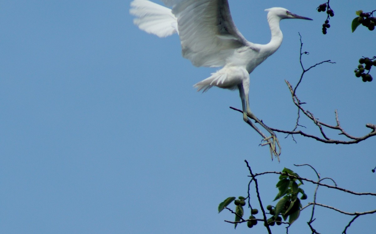 〖 展 翅 飞 翔 〗