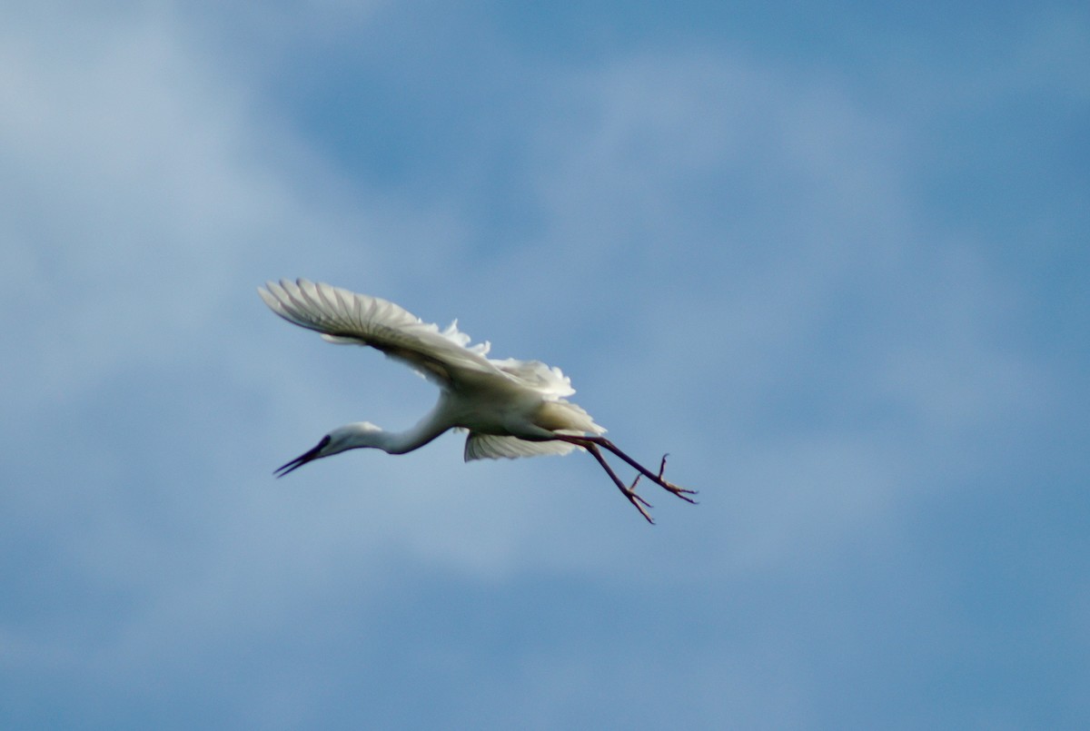 〖 展 翅 飞 翔 〗