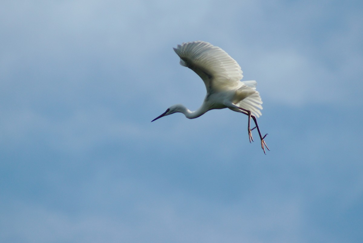 〖 展 翅 飞 翔 〗
