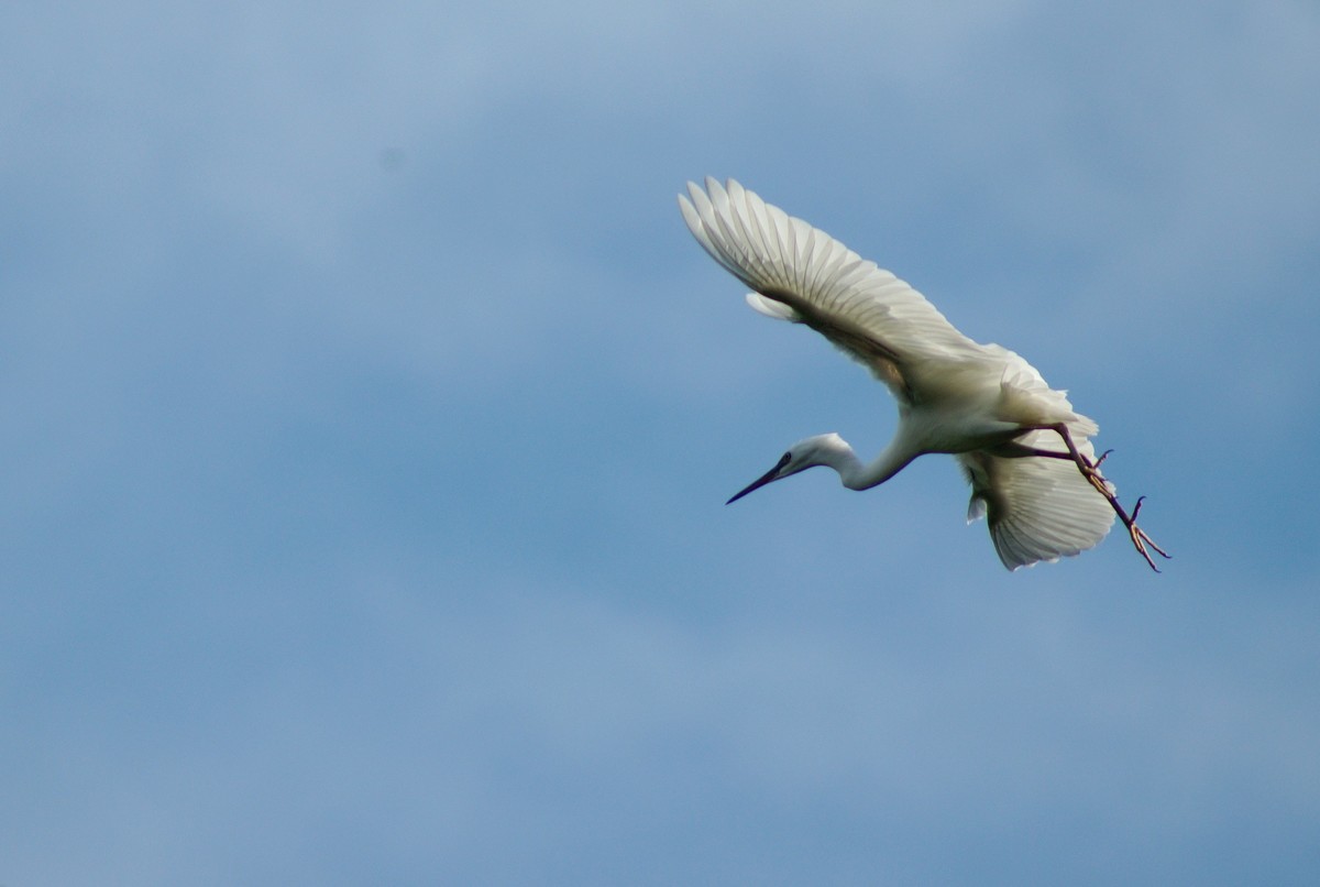 〖 展 翅 飞 翔 〗