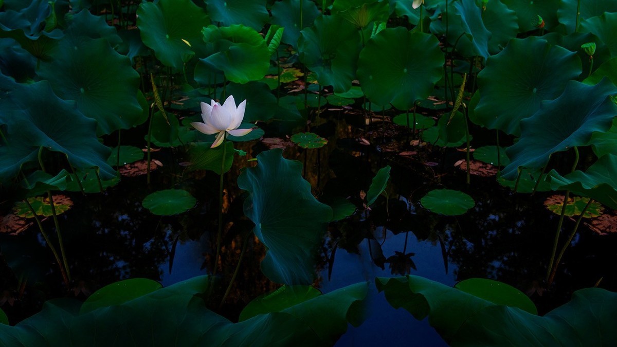 荷花集锦—(出污泥而不染)