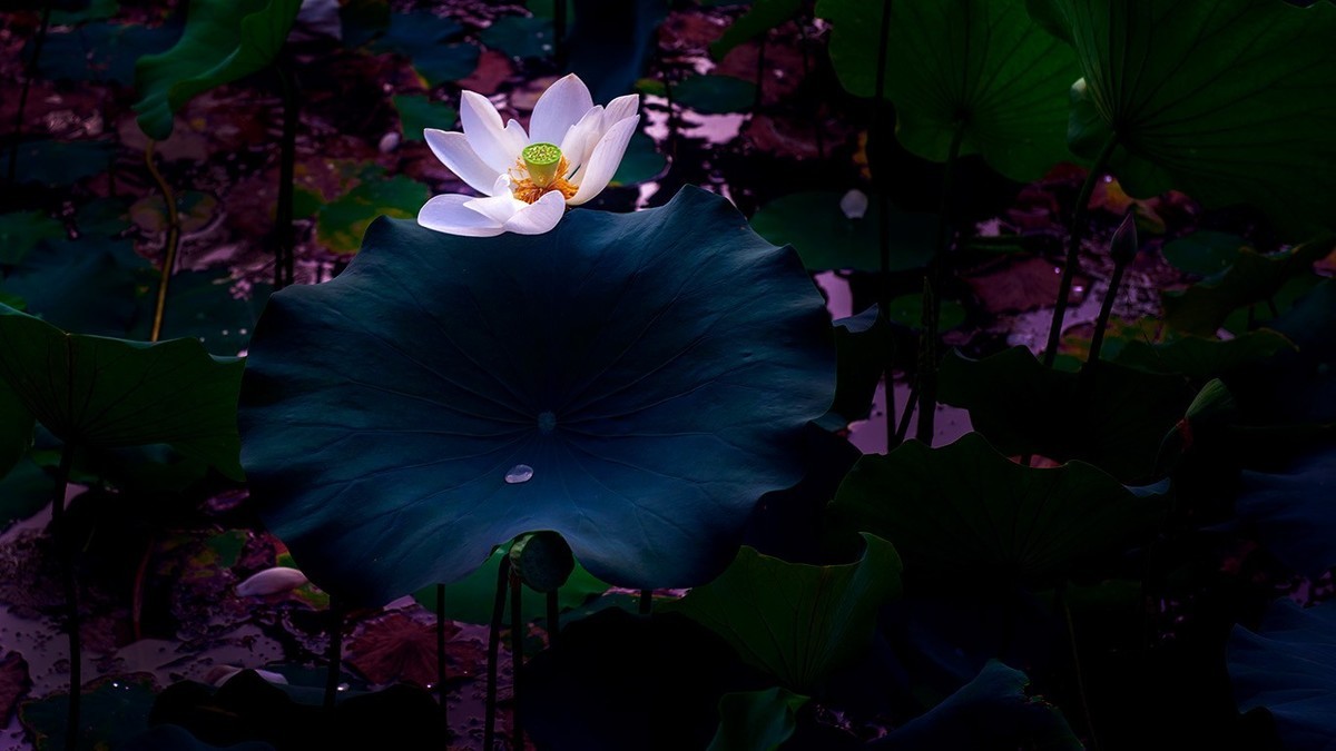 荷花集锦—(出污泥而不染)