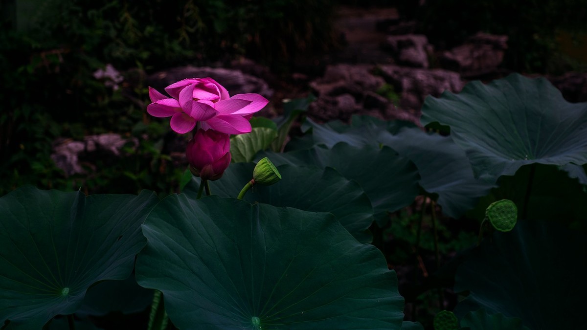 荷花集锦—(出污泥而不染)