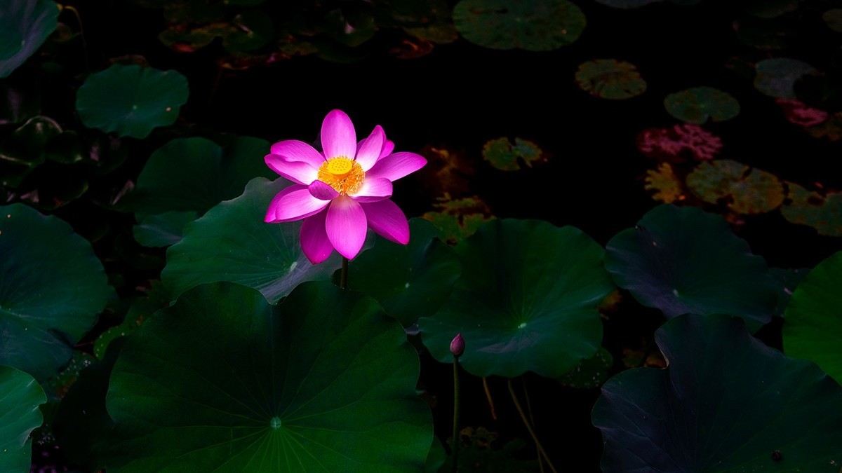 荷花集锦—(出污泥而不染)