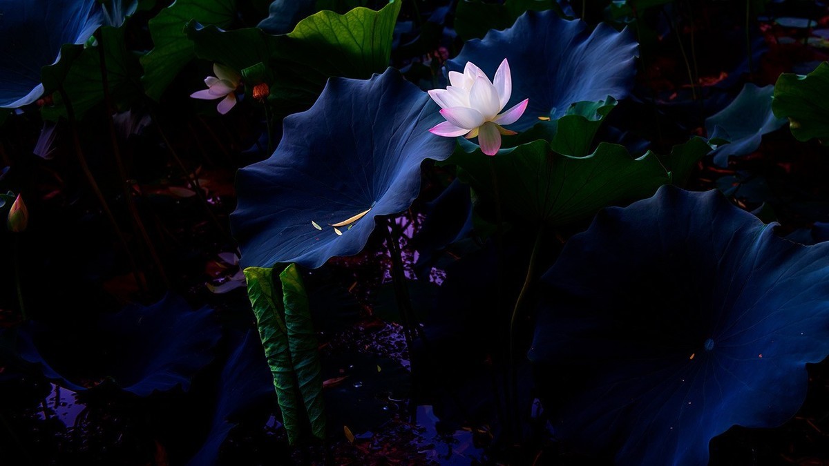 荷花集锦—(出污泥而不染)