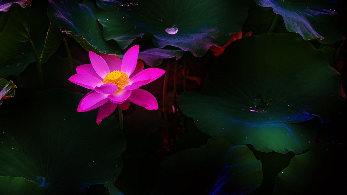 荷花集锦—(出污泥而不染)