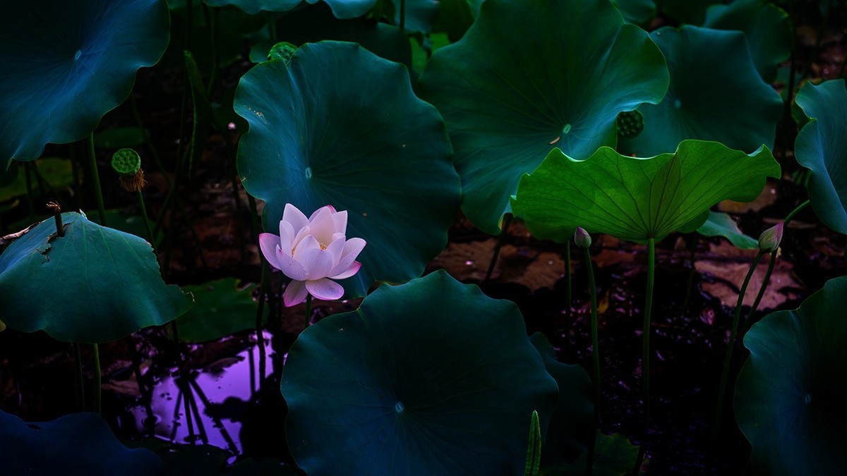 荷花集锦—(出污泥而不染)