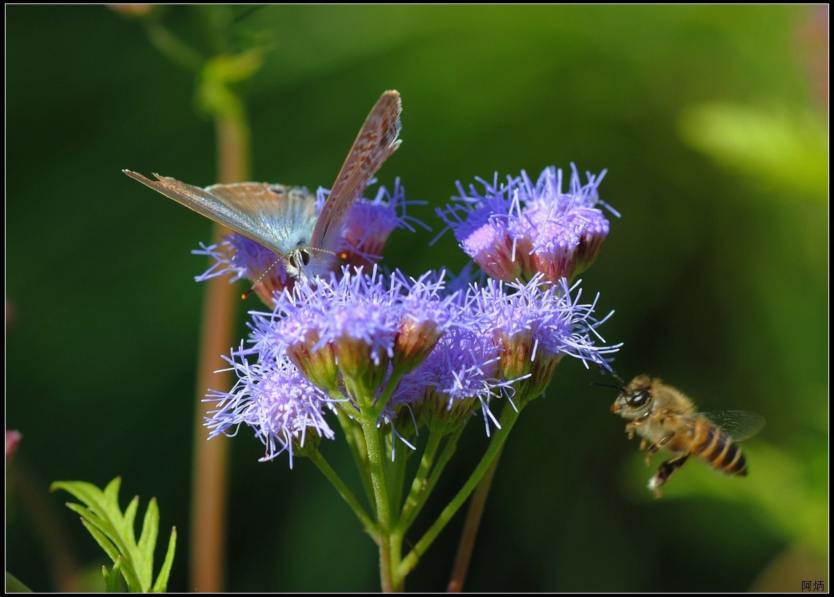 小花、小鱼、小蝇