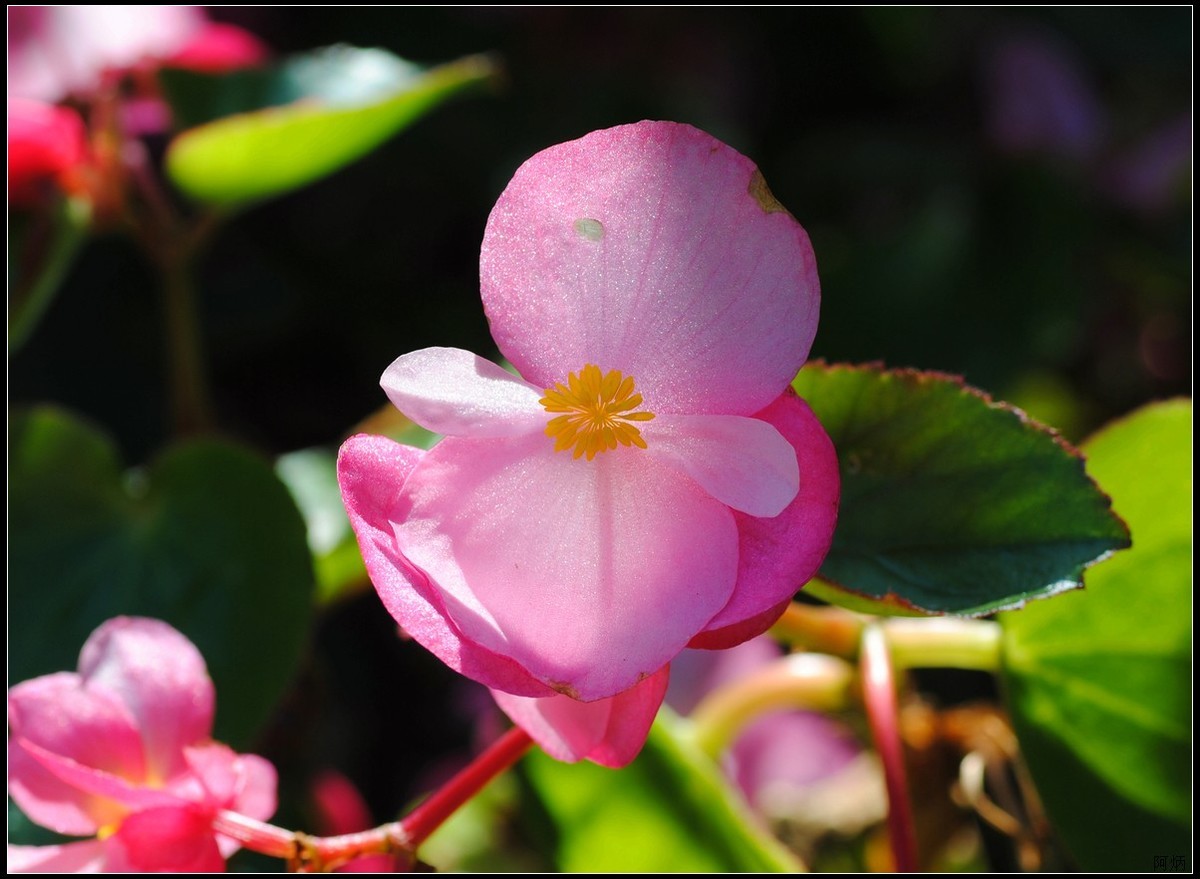 小花、小鱼、小蝇