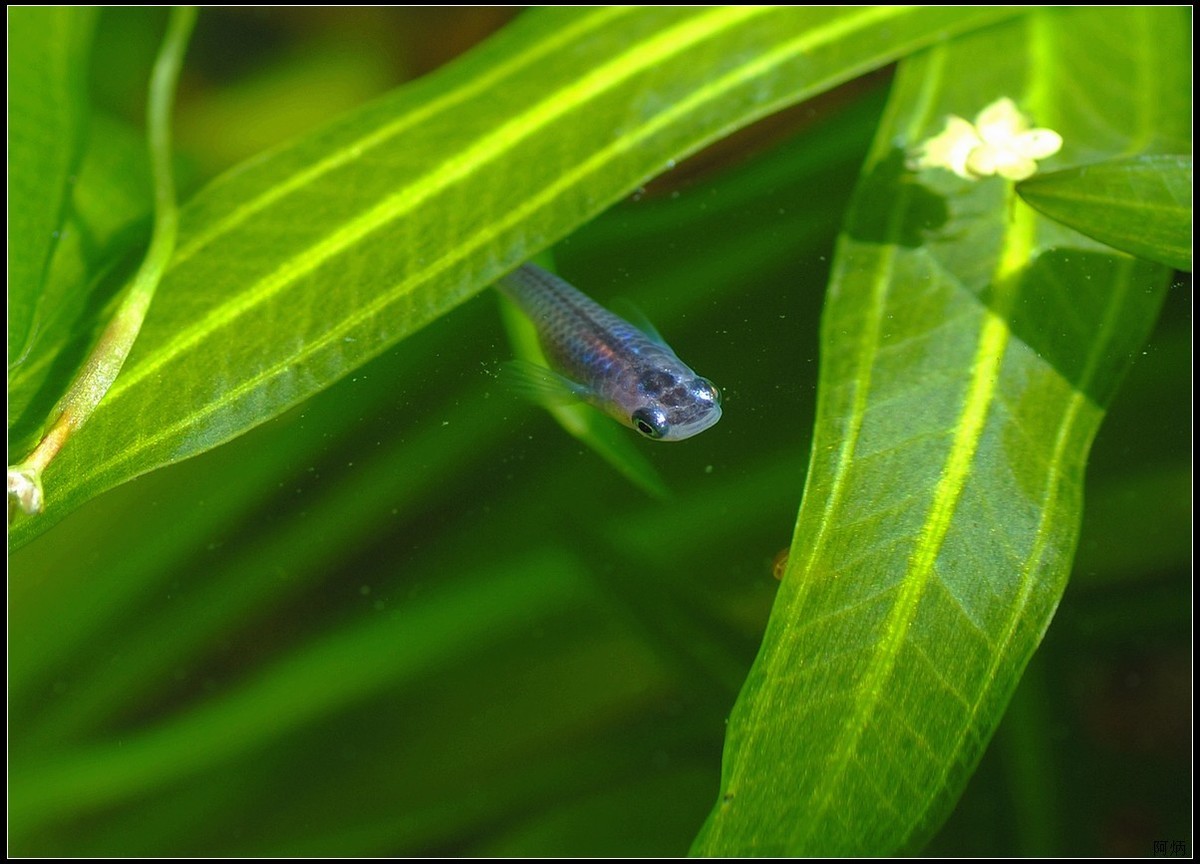 小花、小鱼、小蝇