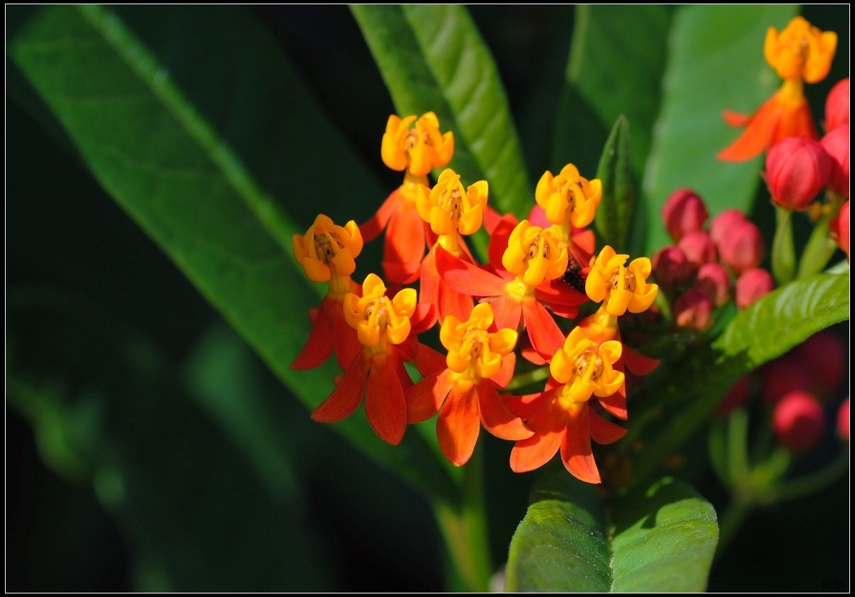 小花、小鱼、小蝇