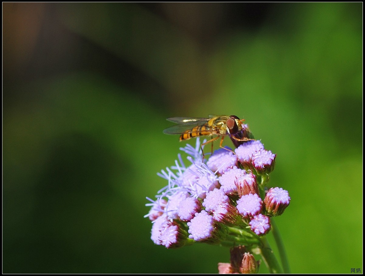 小花、小鱼、小蝇