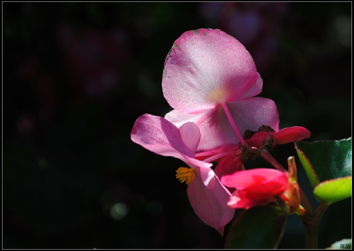 小花、小鱼、小蝇