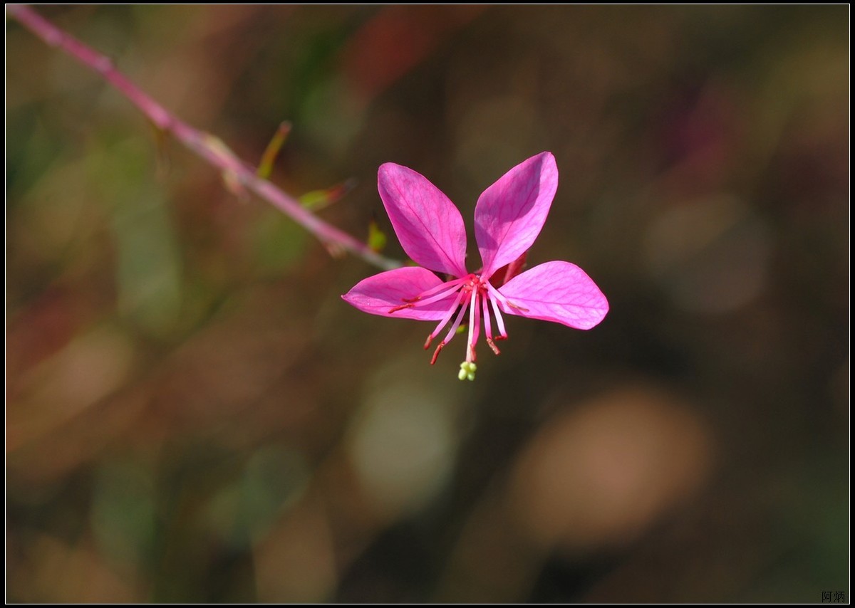 小花、小鱼、小蝇